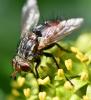 Peleteria iavana